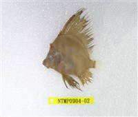 藏品(帆鰭魚)的圖片